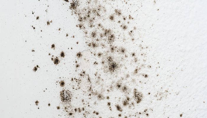 家庭内のアレルゲン